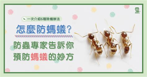 家中有蟻|怎麼防螞蟻？螞蟻大軍怕什麼？居家螞蟻防治專家告訴。